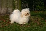 COTON DE TULEAR 012